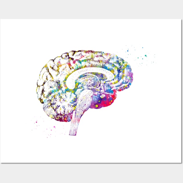 Brain anatomy Wall Art by erzebeth